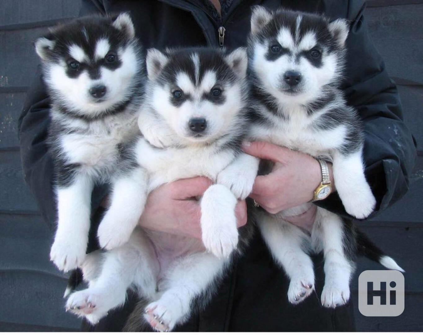 štěňátka sibiřského huskyho k adopci - foto 1