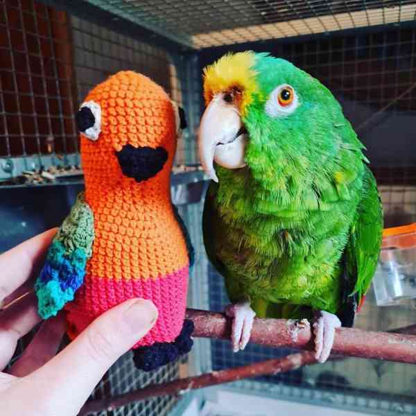 Nádherní papoušci afrošedí 