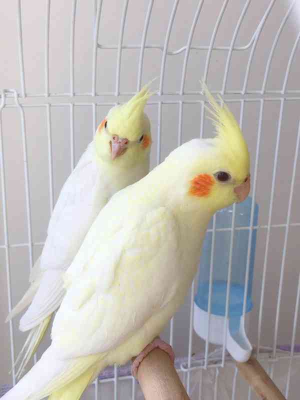 Překrásní papoušci korely ihned k adopci zdarma.  - foto 2