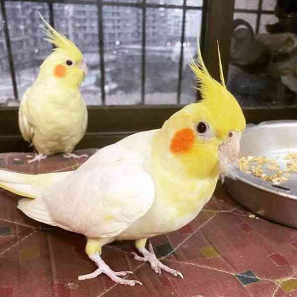 Překrásní papoušci korely ihned k adopci zdarma.  - foto 1