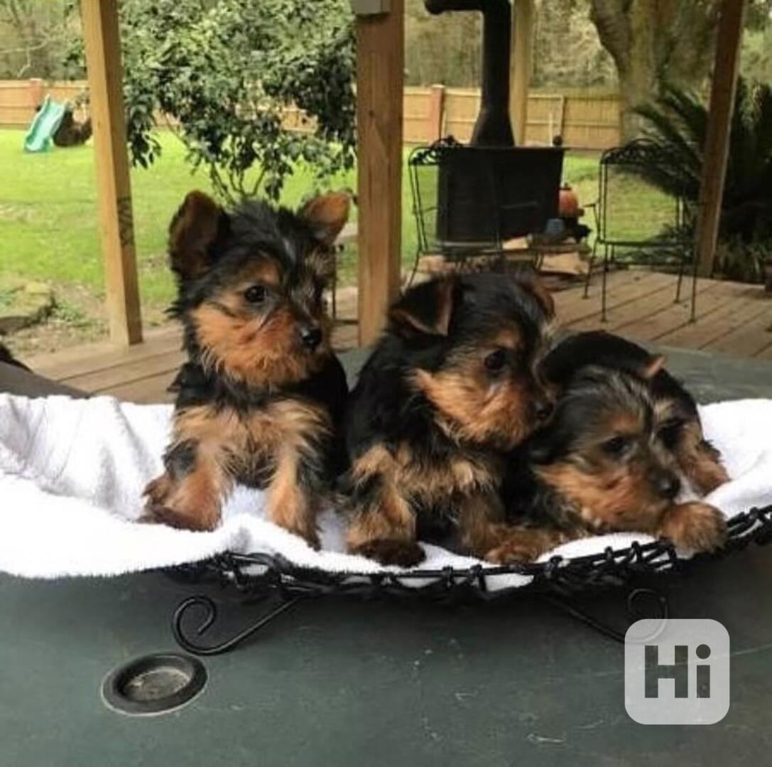 Roztomilá a okouzlující štěňata jorkšírského teriéra k adopc - foto 1
