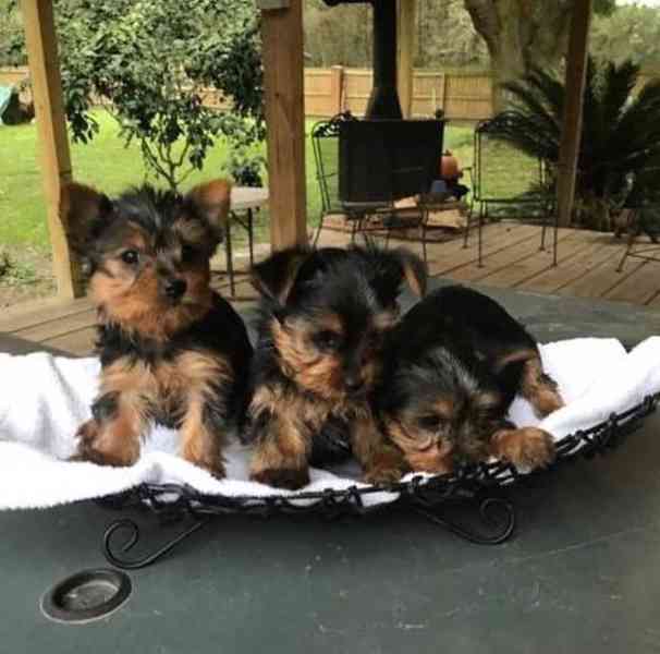 Roztomilá a okouzlující štěňata jorkšírského teriéra k adopc - foto 2