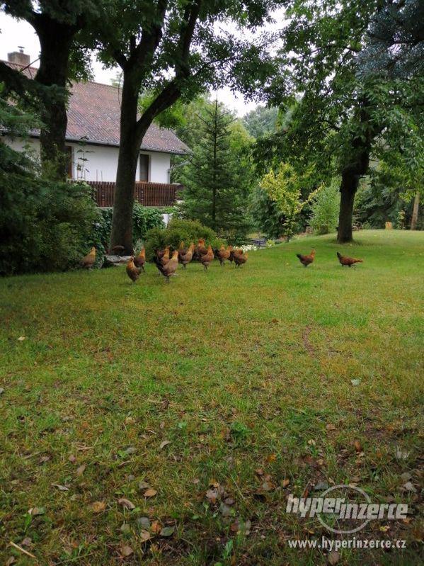 Čistokrevní kohoutci Česká zlatá kropenka - foto 2