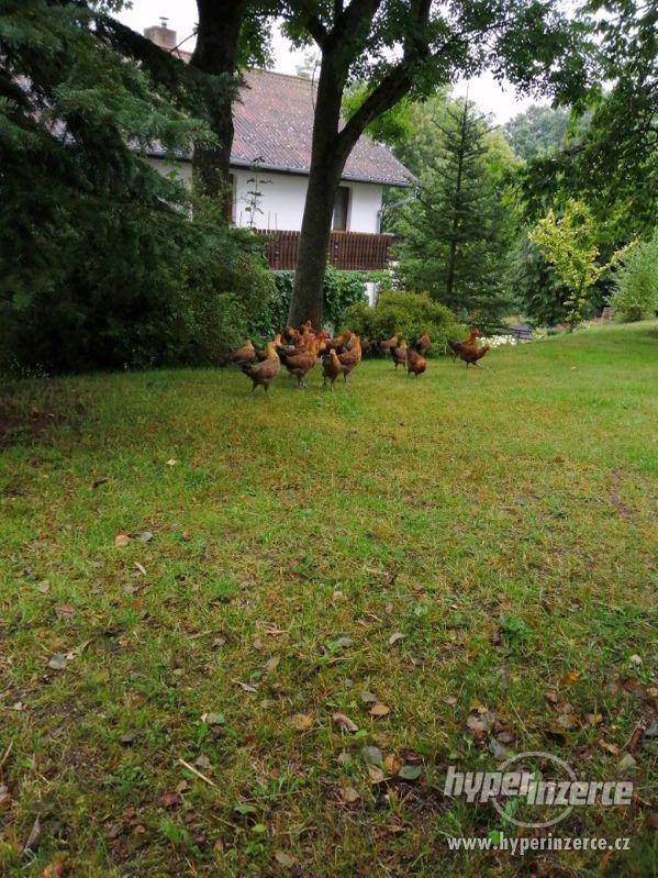 Čistokrevní kohoutci Česká zlatá kropenka - foto 3