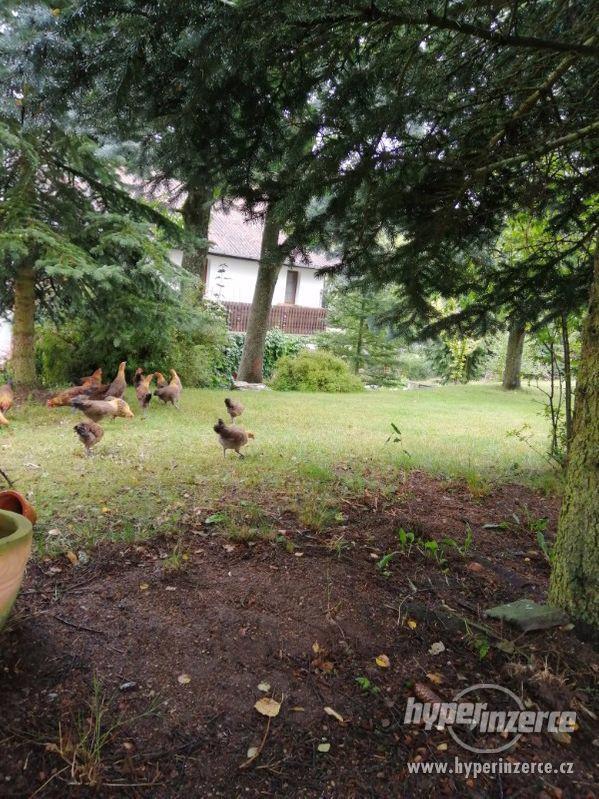 Čistokrevní kohoutci Česká zlatá kropenka - foto 4