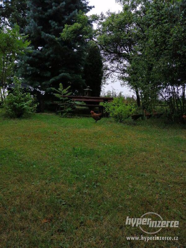 Čistokrevní kohoutci Česká zlatá kropenka - foto 5