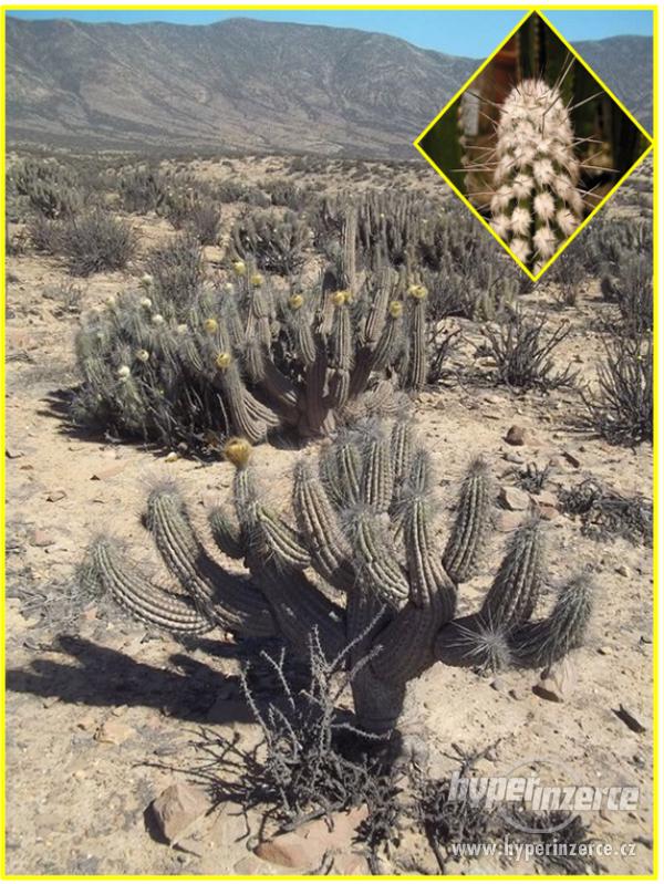 Kaktus Eulychnia breviflora - semena - foto 1