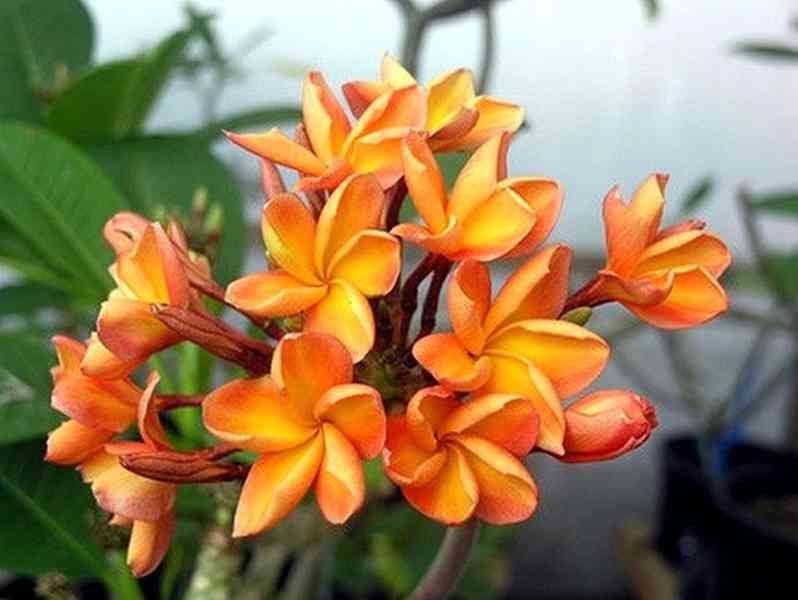 Plumeria Frangipani Orange - semena