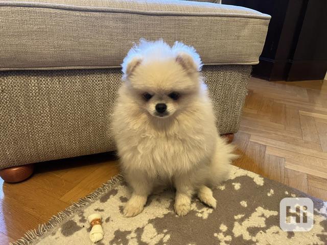 Pomeranian štěně - foto 1
