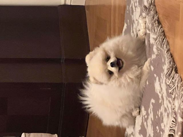Pomeranian štěně - foto 2