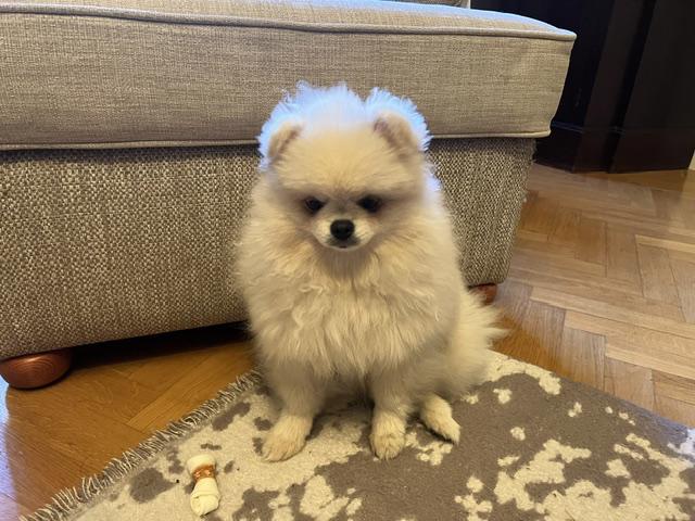 Pomeranian štěně - foto 1