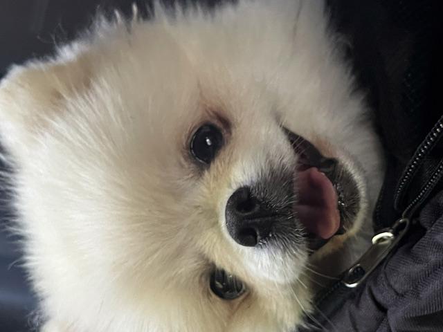 Pomeranian štěně - foto 3