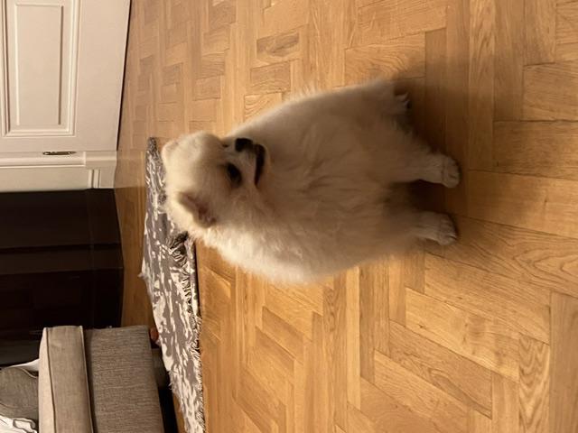 Pomeranian štěně - foto 4
