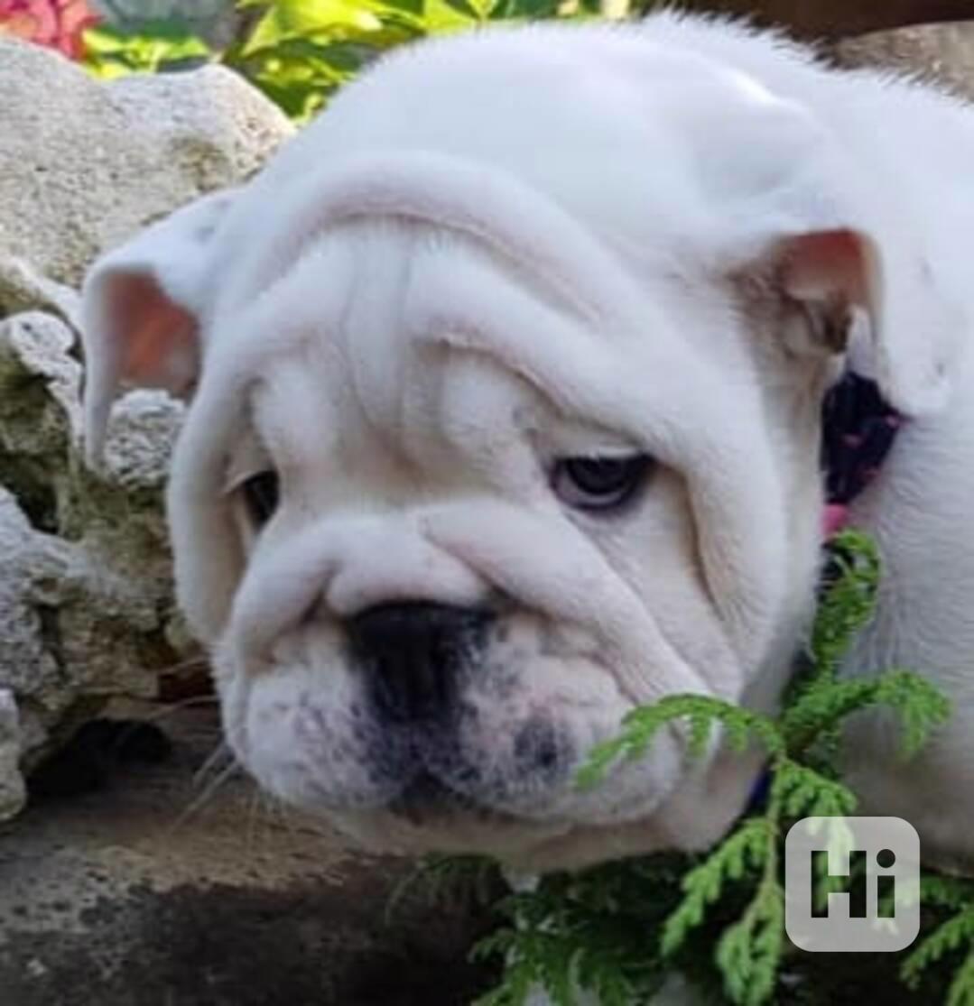 Anglický buldok - foto 1