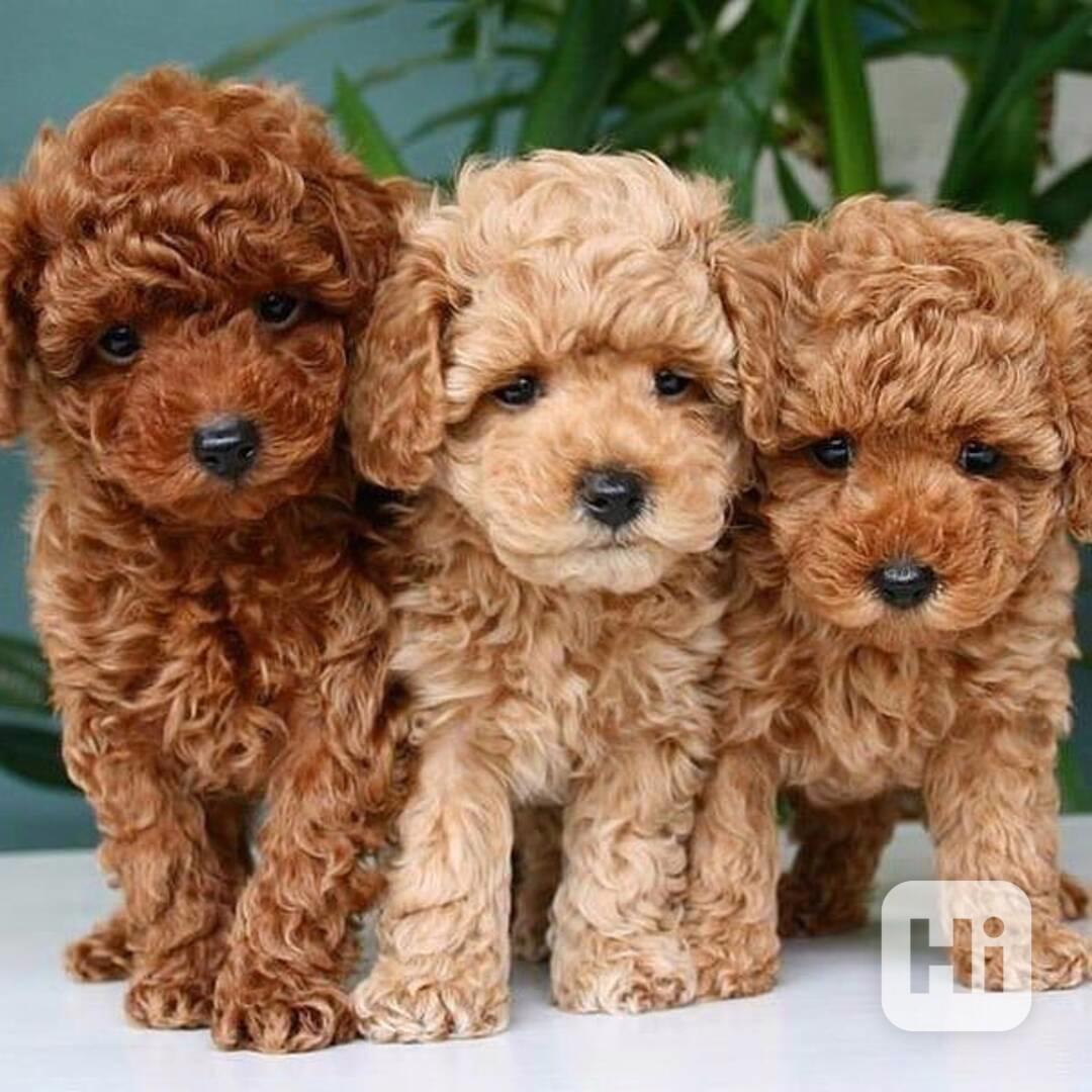 Štěňata čistokrevného pudla na prodej - foto 1