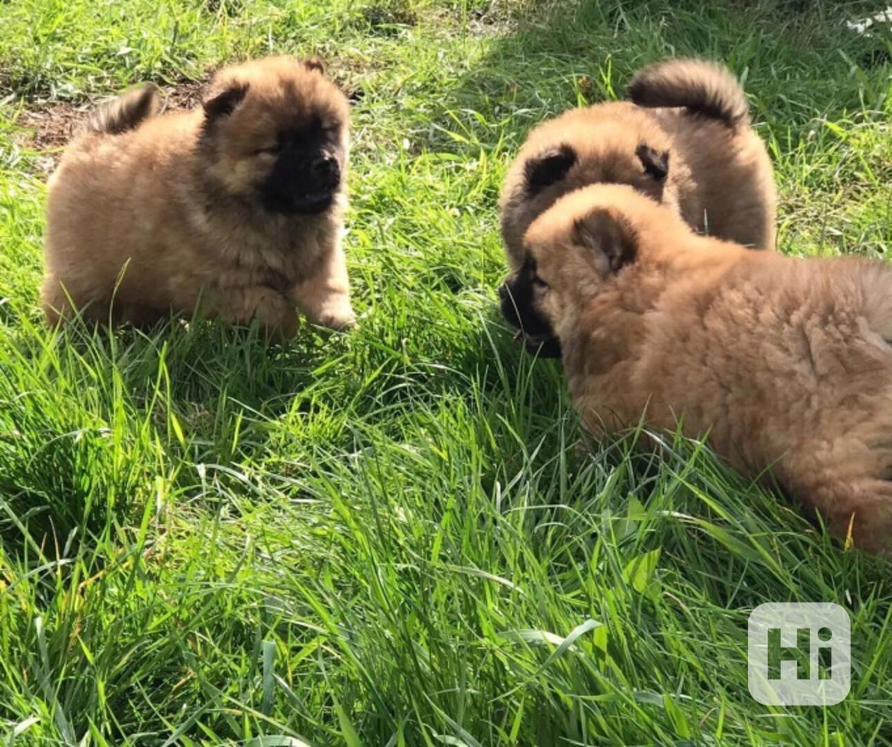 Štěňata Playmate Chow Chow pejsci a fenky. - foto 1