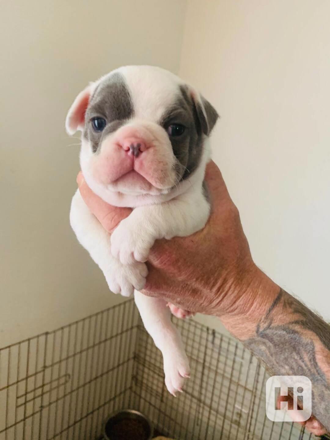  Zdarma Dobře vycvičená štěňata francouzského buldočka   - foto 1