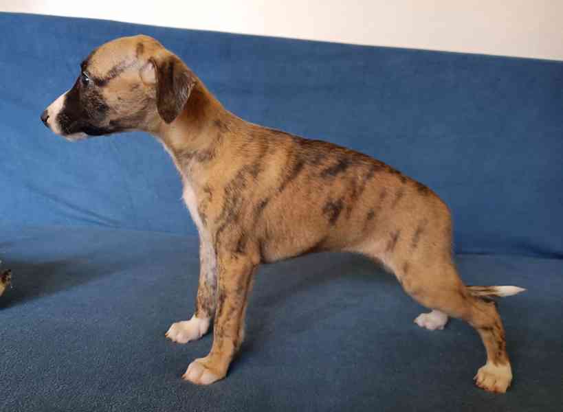 Whippet /Vipet/ - štěňata bez pp - foto 3
