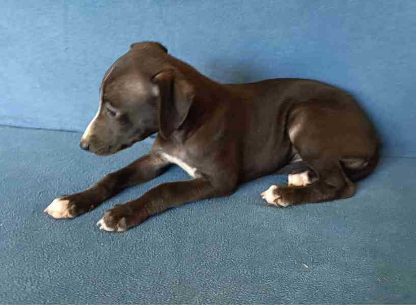 Whippet /Vipet/ - štěňata bez pp - foto 2