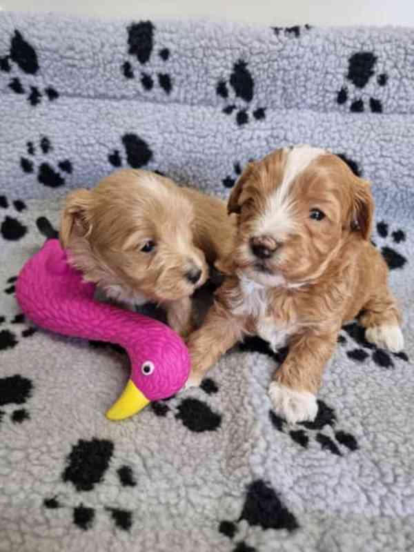 Moodle Puppies - foto 1