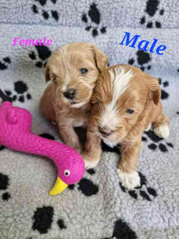 Moodle Puppies - foto 3