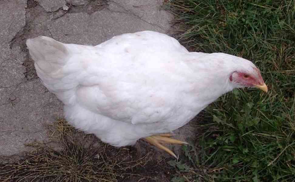 Vykrmená brojlerová kuřata  - foto 1