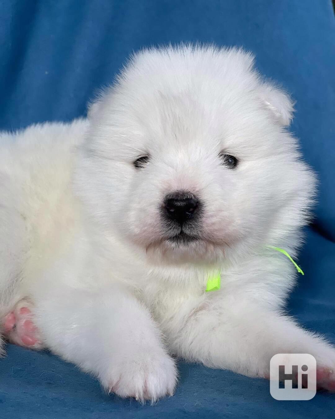 Štěňata samojeda (samec a samice) - foto 1