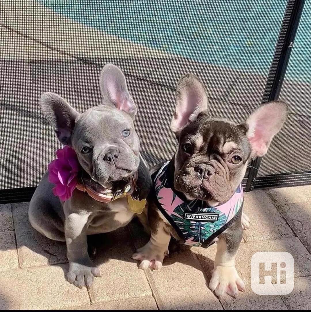 Vynikající francouzský buldoček k prodeji - foto 1