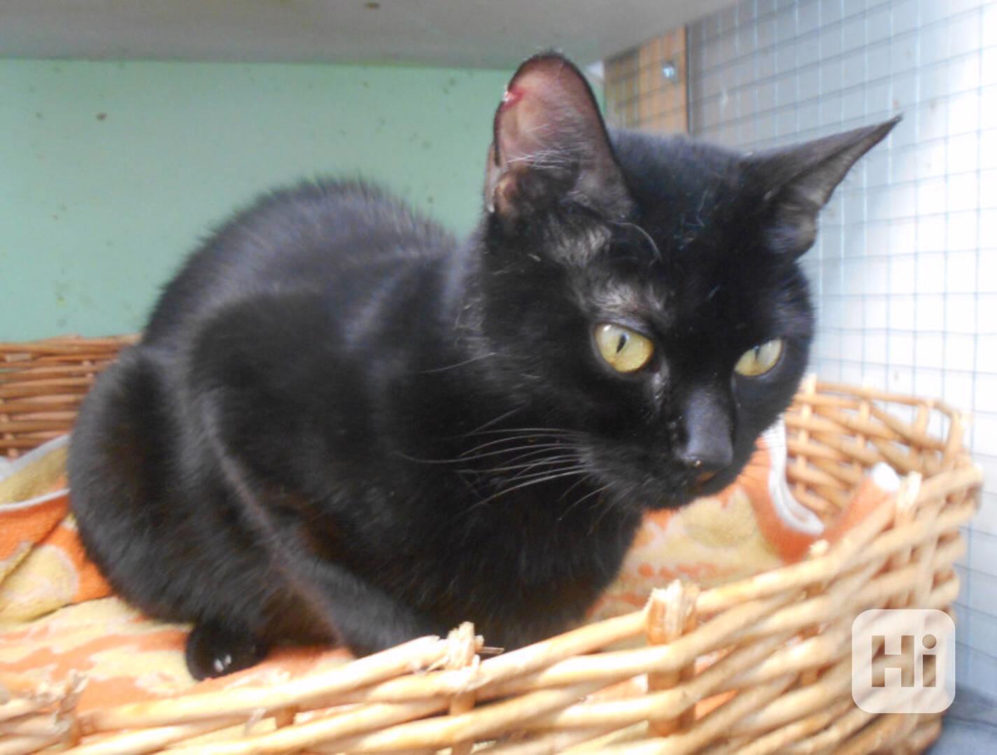 Černá, hodná 2letá Žofinka s výraznýma očima  - foto 1