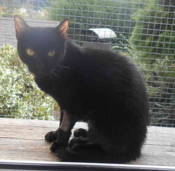 Černá, hodná 2letá Žofinka s výraznýma očima  - foto 6