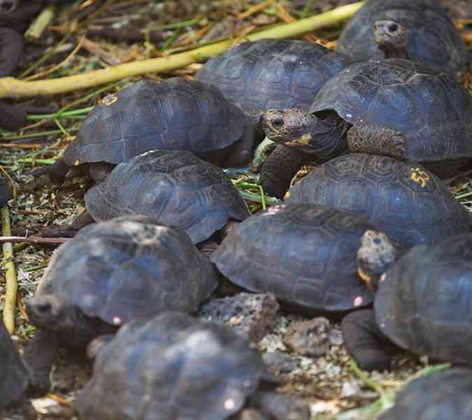 Prodám zdravou želvu Sulcata - foto 2