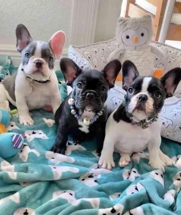 štěňata francouzského buldočka - foto 1