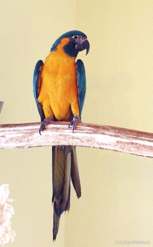 ARA KANINDA /Ara glaucogularis/ - foto 6