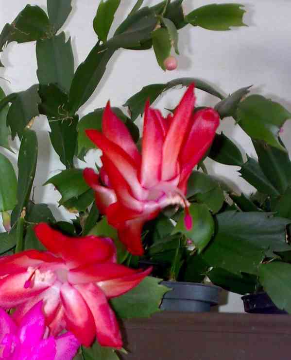 Vánoční kaktus - Červený - zakořeněný řízek - foto 2