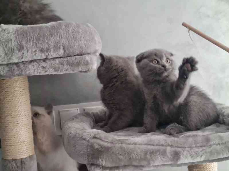 Krásná britská krátkosrstá koťátka k adopci