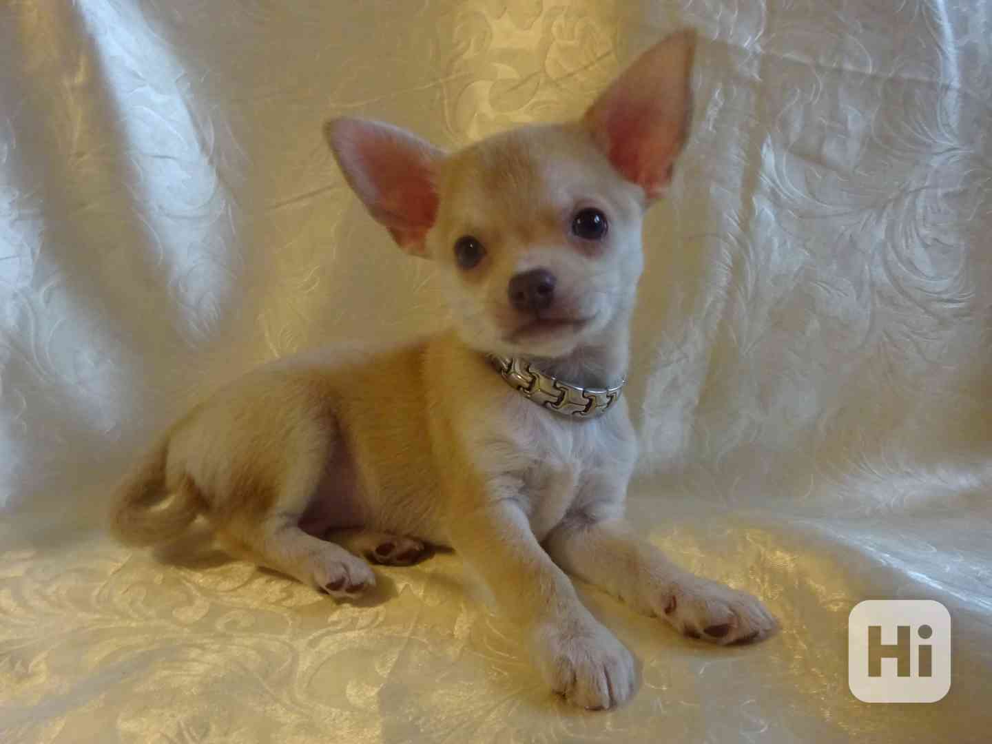 Nabízím štěňátko čivava bez PP, krátkosrstý pejsek. - foto 1