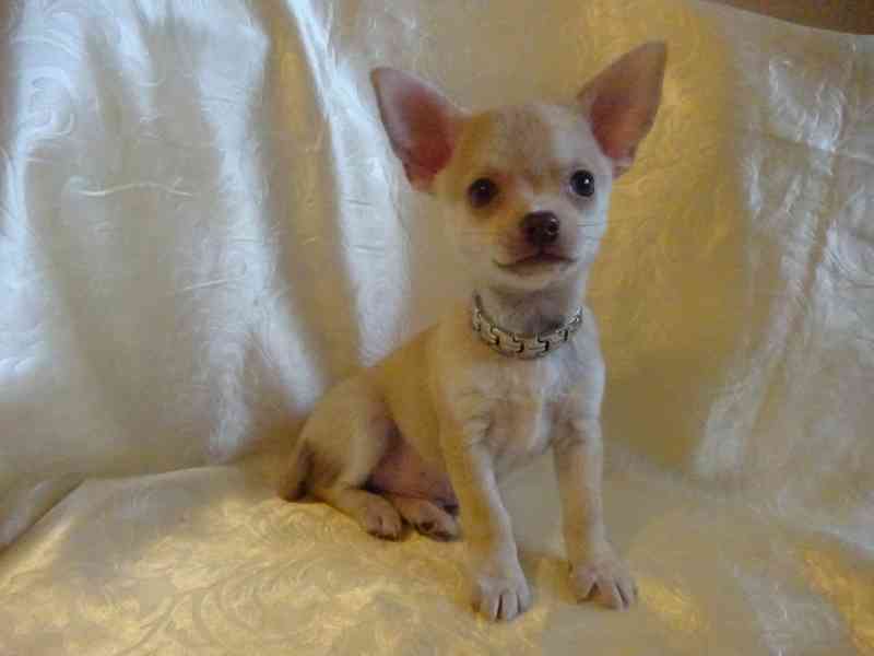 Nabízím štěňátko čivava bez PP, krátkosrstý pejsek. - foto 2