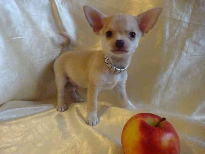 Nabízím štěňátko čivava bez PP, krátkosrstý pejsek. - foto 7