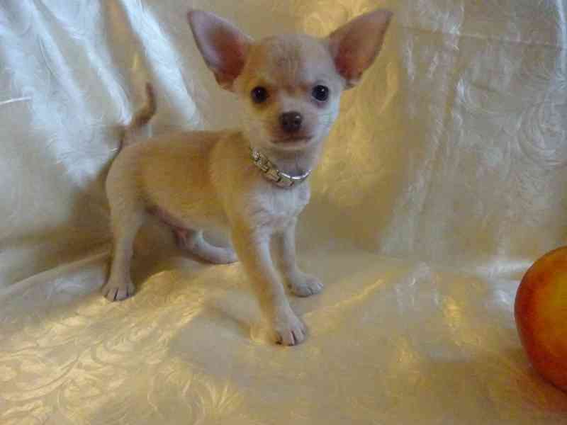 Nabízím štěňátko čivava bez PP, krátkosrstý pejsek. - foto 5