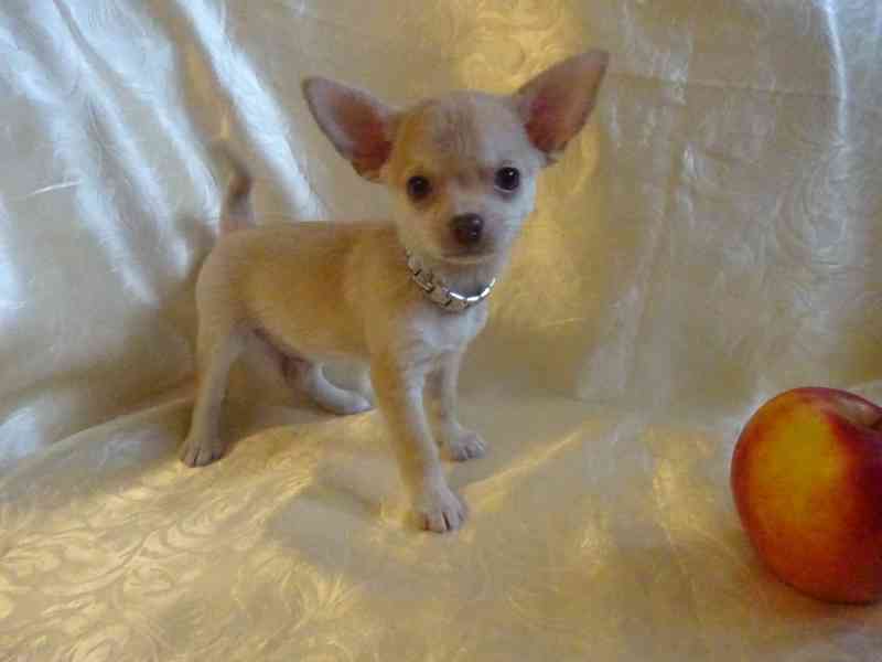 Nabízím štěňátko čivava bez PP, krátkosrstý pejsek. - foto 6