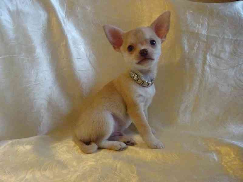 Nabízím štěňátko čivava bez PP, krátkosrstý pejsek. - foto 3