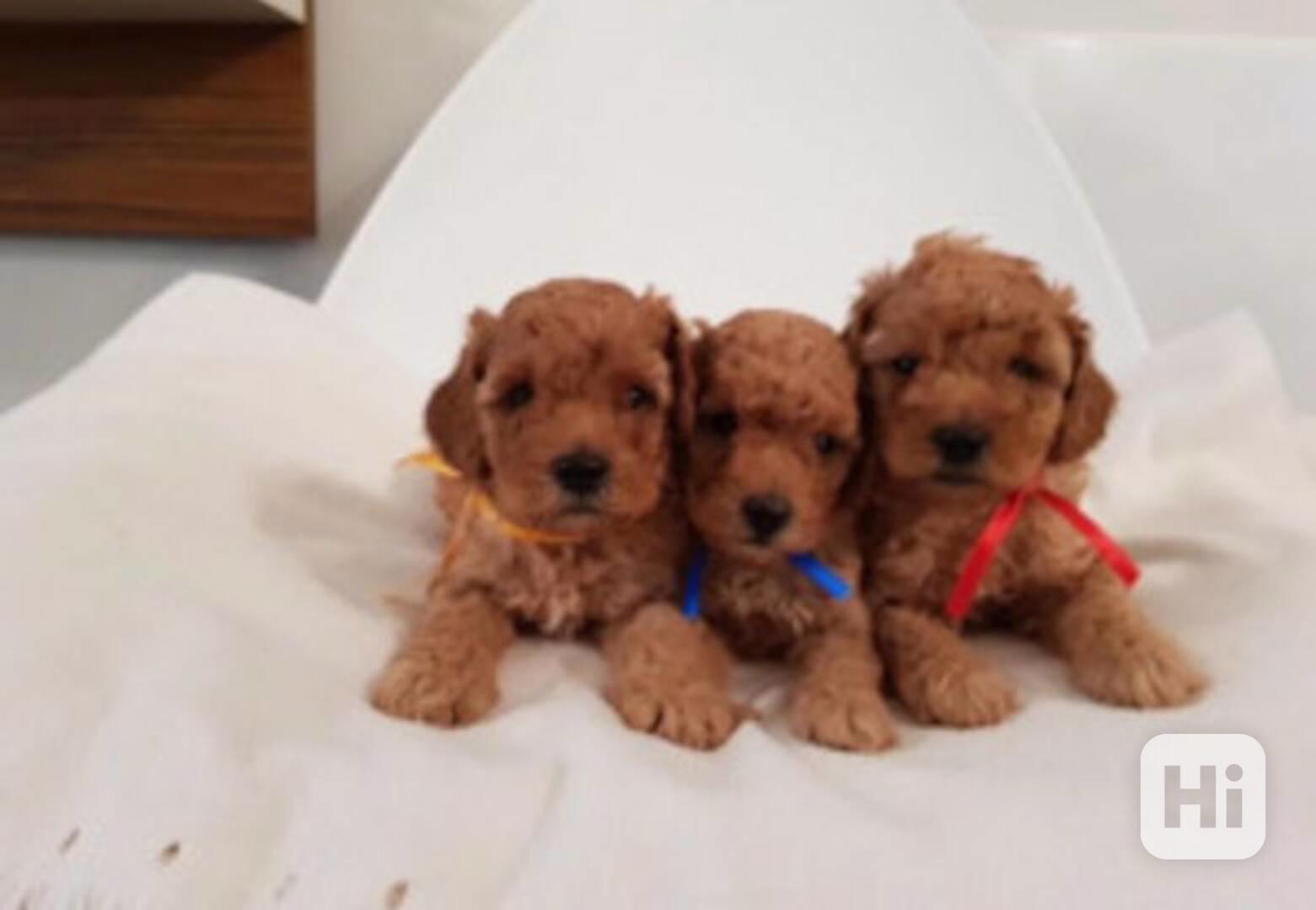 Štěňata toy pudla - foto 1