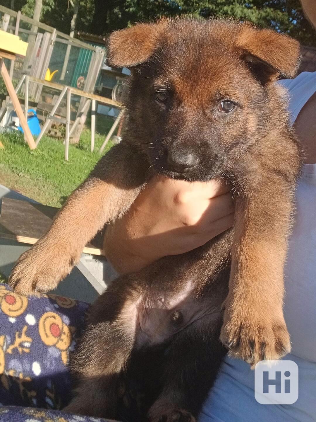 Štěně německý ovčák - foto 1