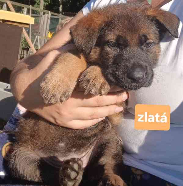Štěně německý ovčák - foto 3