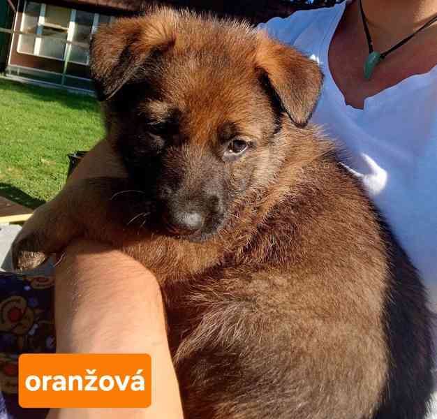 Štěně německý ovčák - foto 2