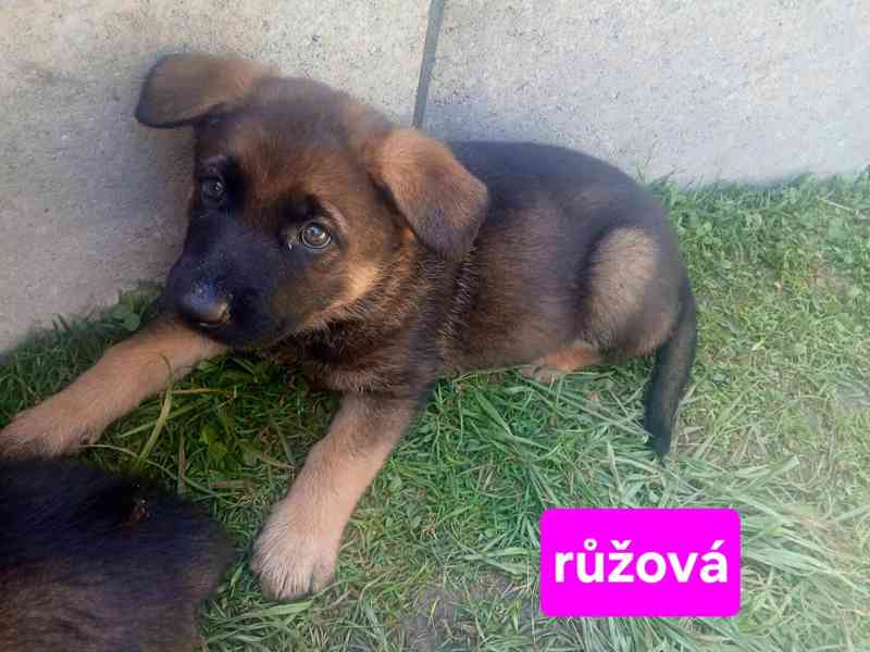Štěně německý ovčák - foto 4