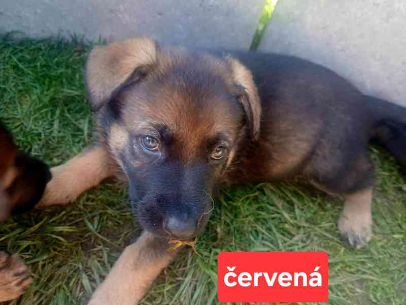Štěně německý ovčák - foto 6