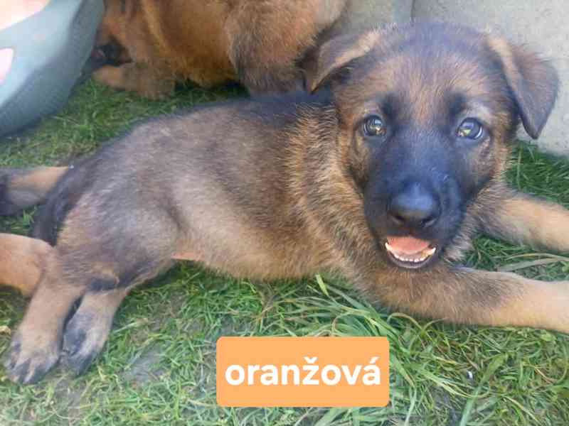 Štěně německý ovčák - foto 5