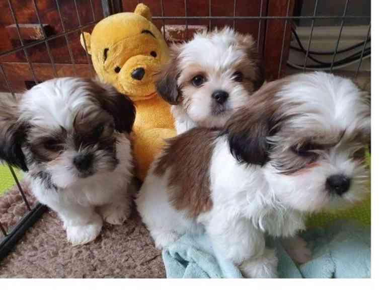 štěňátka shih tzu k adopci zdarma