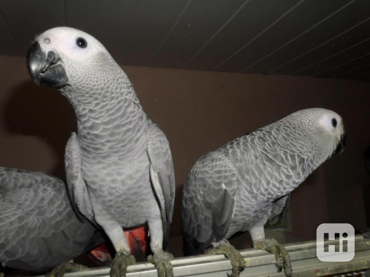 Papoušek šedý - foto 1